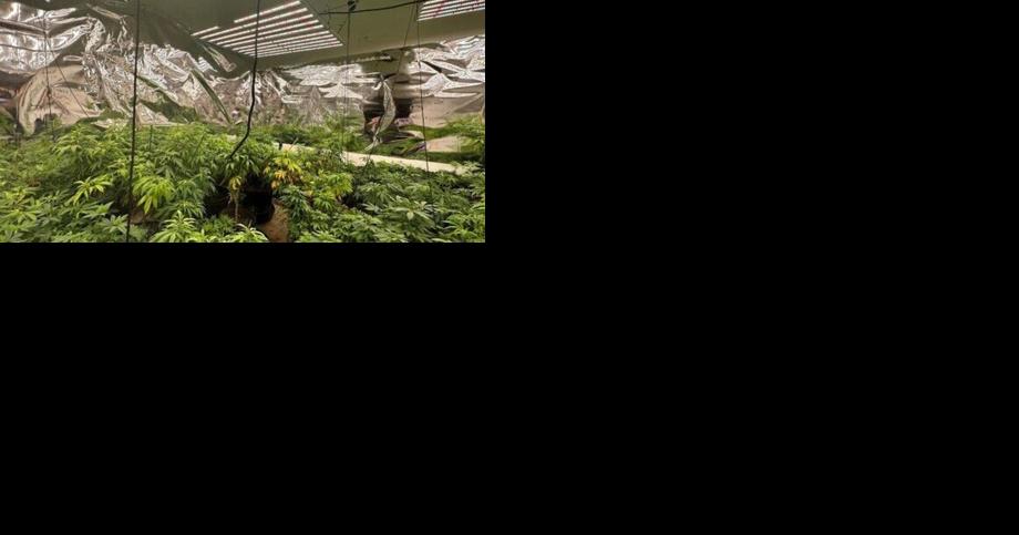 More than 500 pot plants found in Albemarle County bust - Vimarsana News