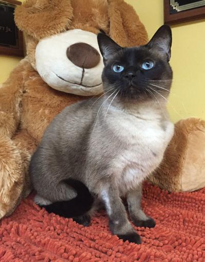 Nelson County Cat of the Week: Stella