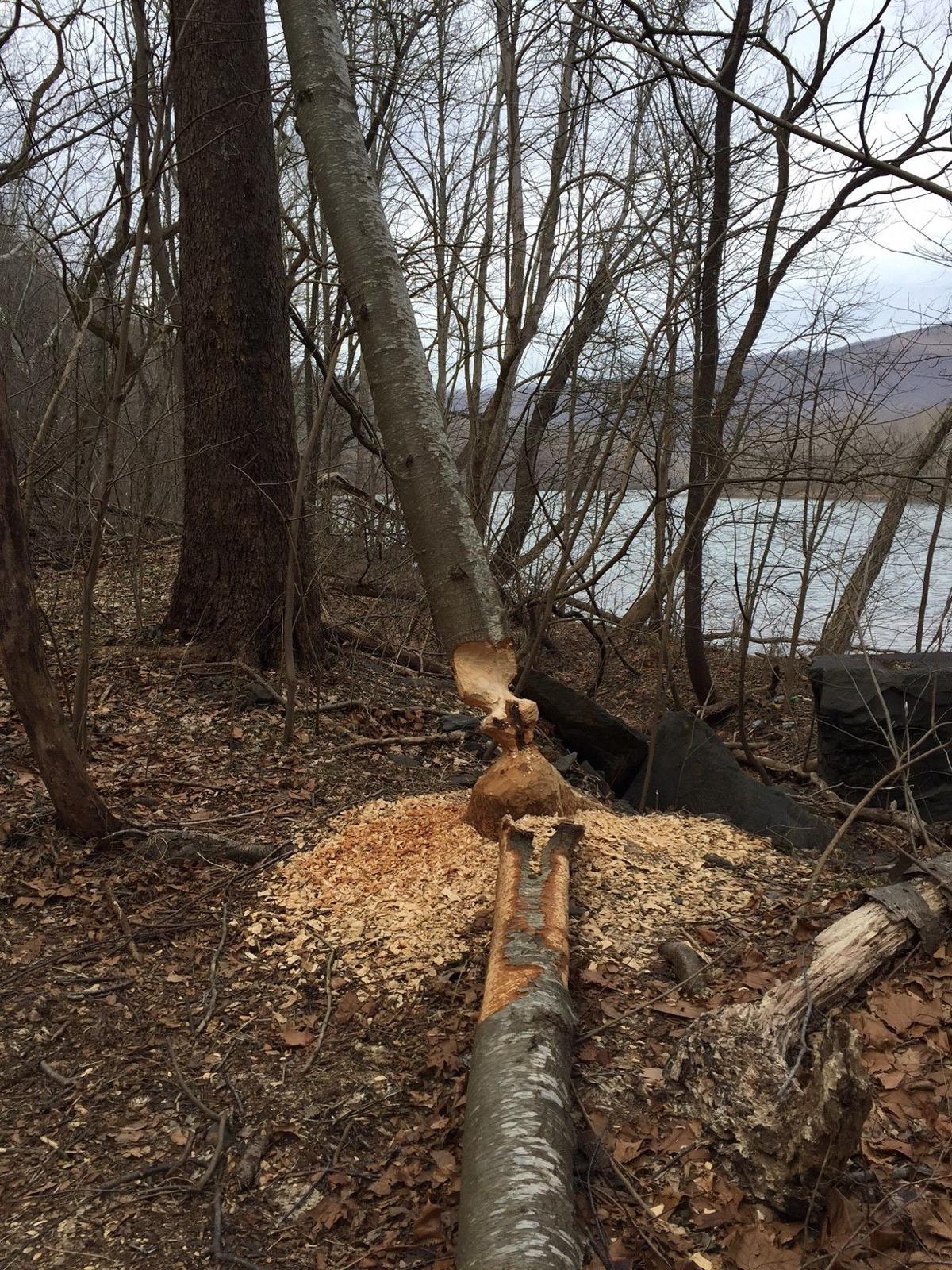 For Love Of Nature Beavers Busy Sculpting Along James River