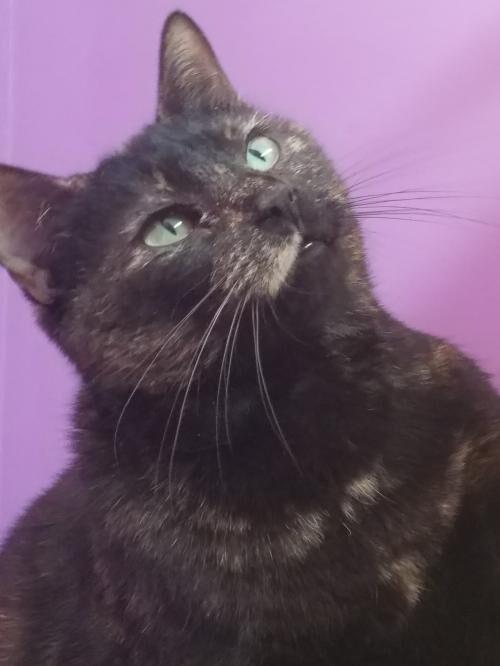 Nelson cat, Tammy