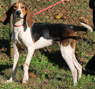 Nelson County dog of the week