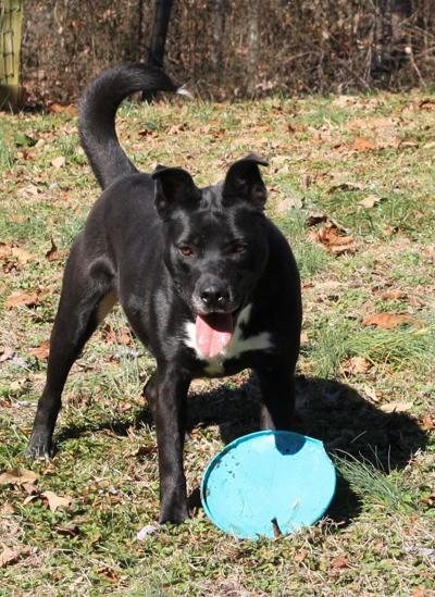Dog of the week
