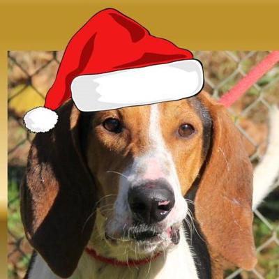 Nelson County Dog of the Week
