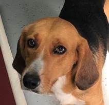 Nelson County Dog of the Week: Finley