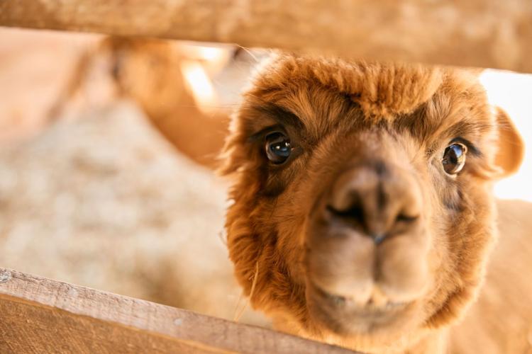 alpacas