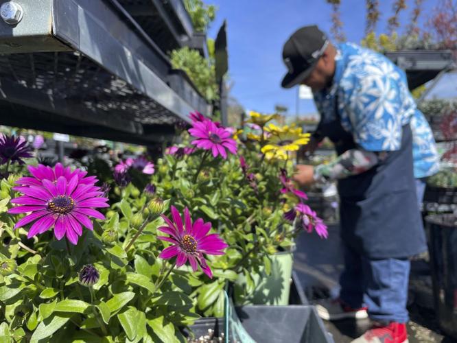 Bay Area Specialty Garden Centers Offer Much More Than Plants