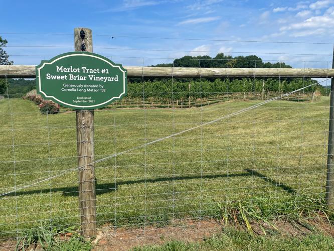 Vineyard