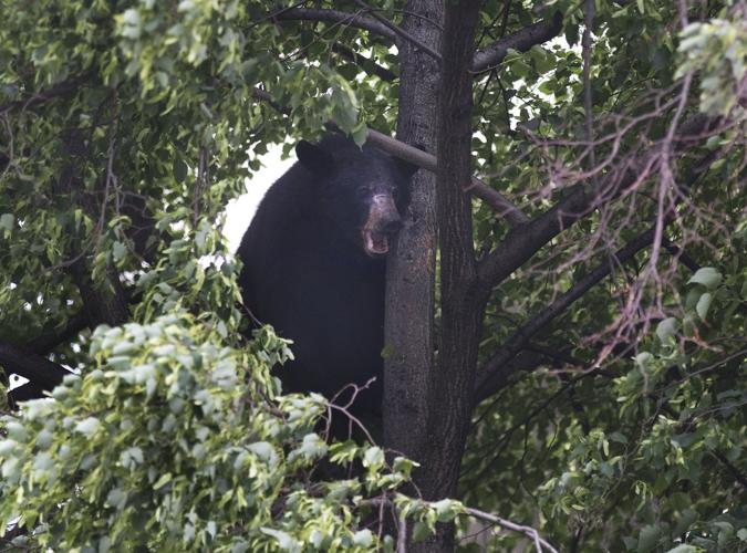 Official speaks to residents in Bedford black bears about County