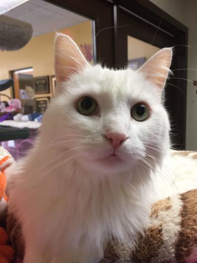 Nelson County Cat of the Week
