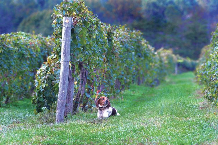 Veritas Vineyard and Winery