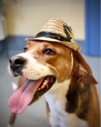 Pet of the week, Leon