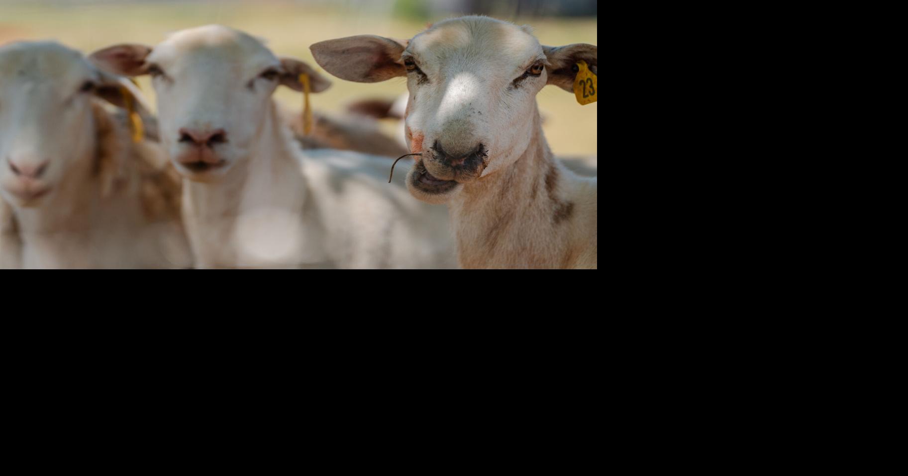 Maranatha Farms cultivates growth with regenerative farming