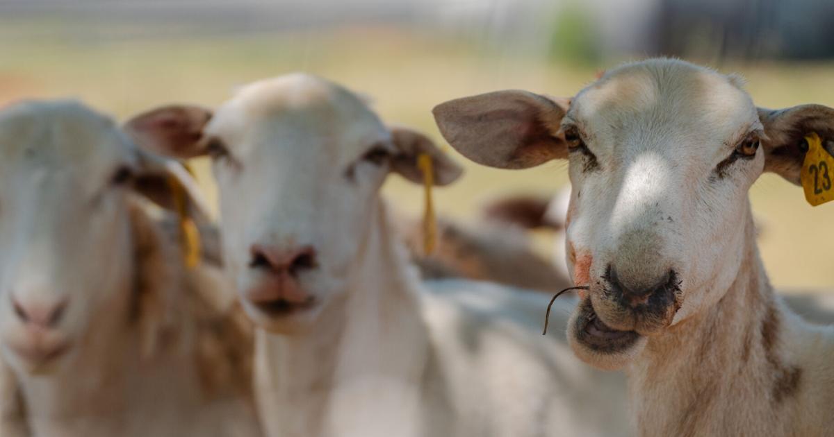Maranatha Farms cultivates growth with regenerative farming