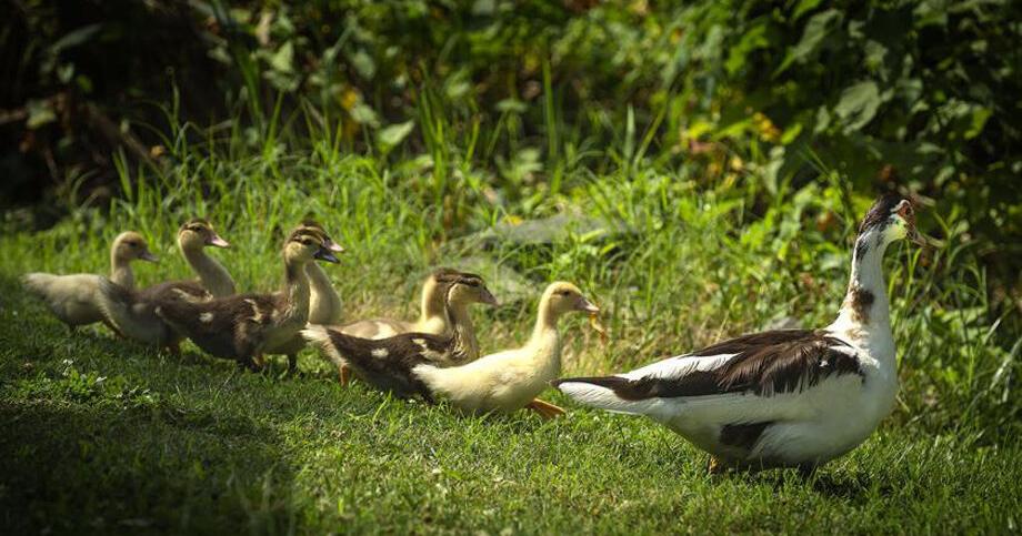 'There's something different about these ducks' - Vimarsana News