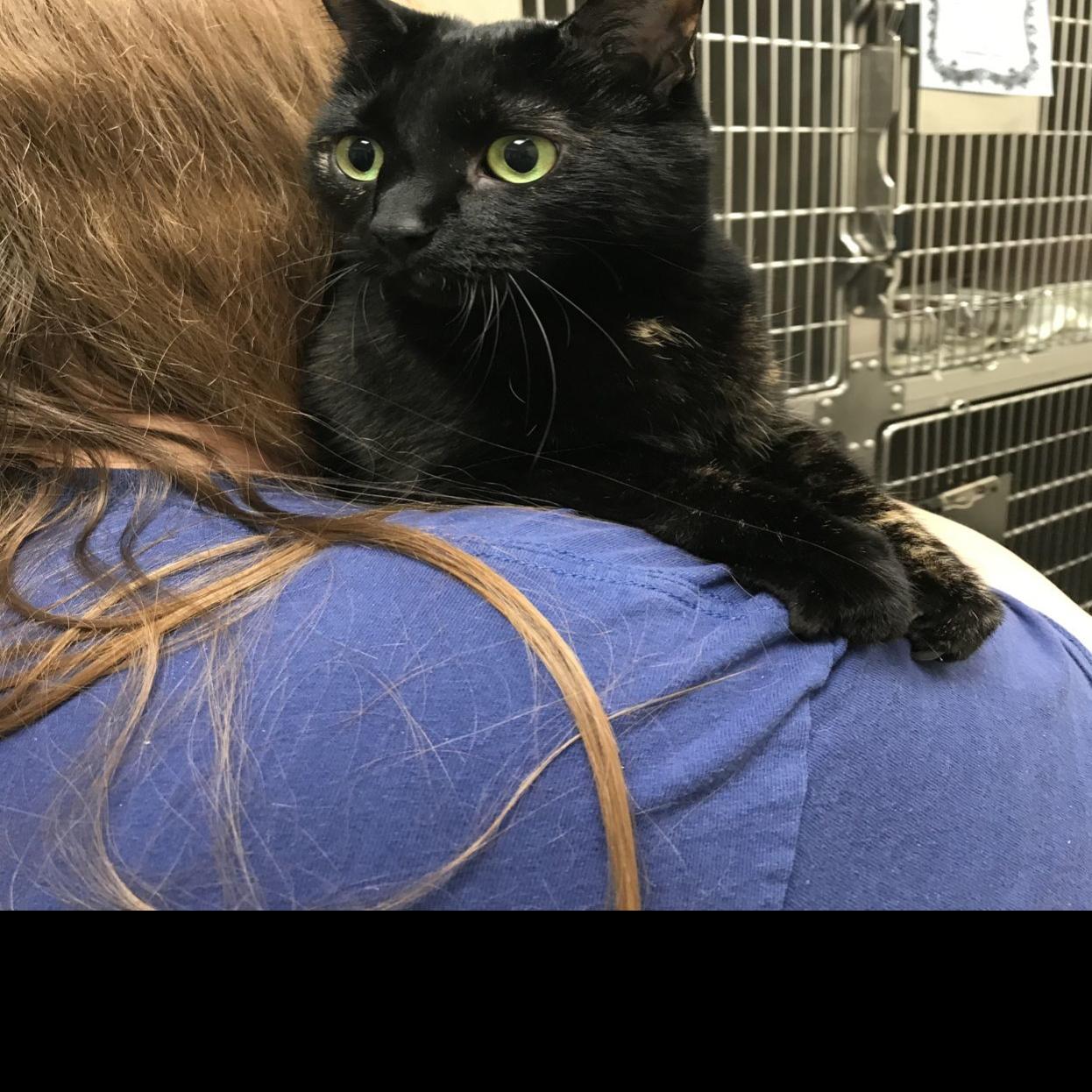 Pet Of The Week Sheeva Lifestyles Newsadvance Com