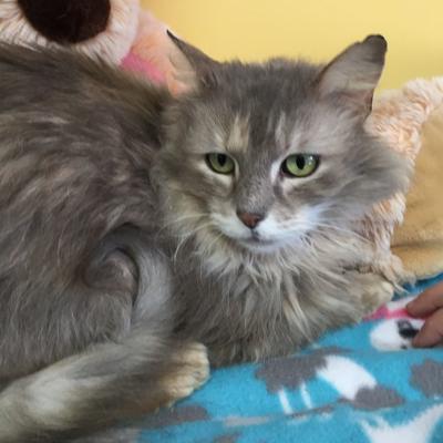 Nelson County cat of the week