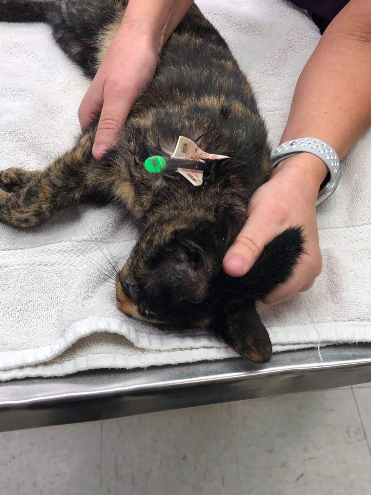 Cat Found With Arrow Lodged In Shoulder In Danville Copy