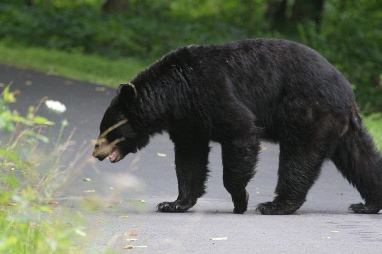 Official speaks to residents in about Bedford County bears black