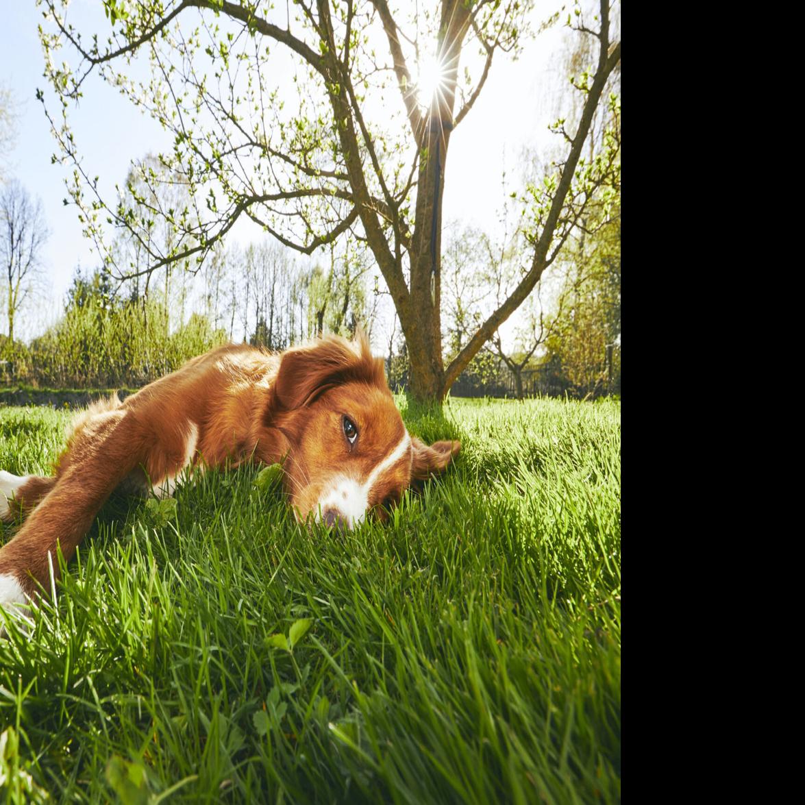 Help Your Dog Go Green With These Simple Practical Tips Pets Newsadvance Com