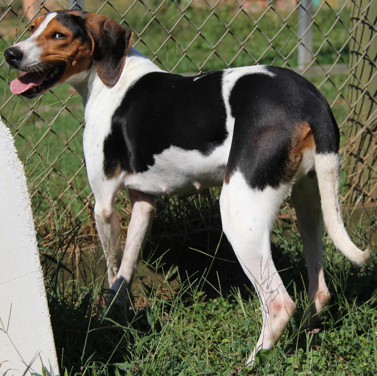 Nala, pet of the week