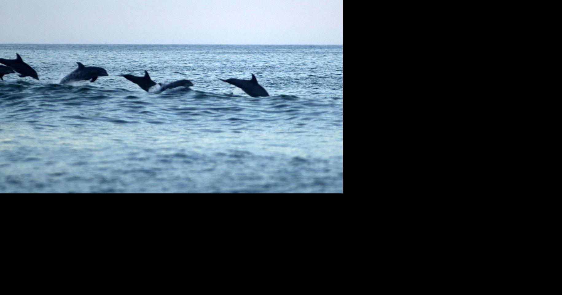 Hampton Roads, Outer Banks are best destinations to view dolphins in U.S., study finds Gavin Stone, The Virginian-Pilot Jul 31, 2026 1 hr ago