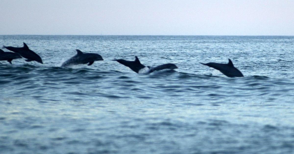 Hampton Roads, Outer Banks are best destinations to view dolphins in U.S., study finds Gavin Stone, The Virginian-Pilot Jul 31, 2026 1 hr ago