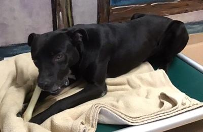 Dog of the week, Sarge