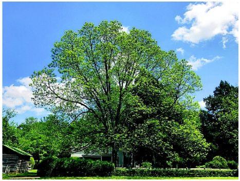 Life At Rowan Oak From The Archives Newsadvance Com