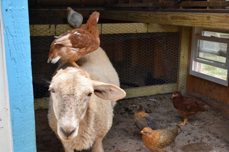 Explore Virginia Lynchburgarea getaways allow travelers and locals