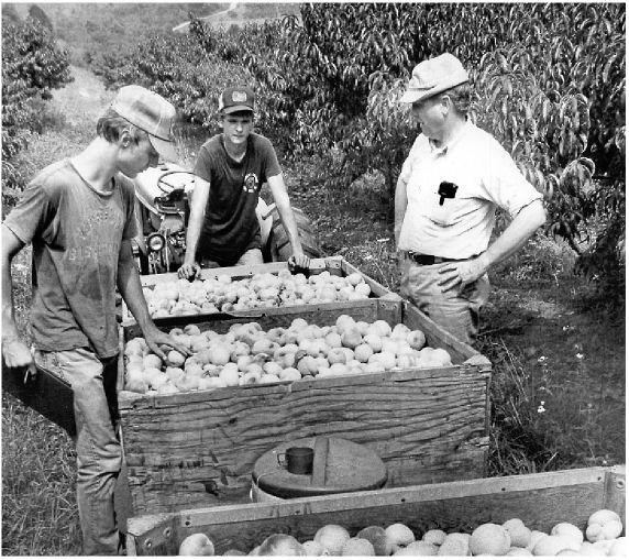 Saunders Harvesting Names For Orchard Memoir From The - 