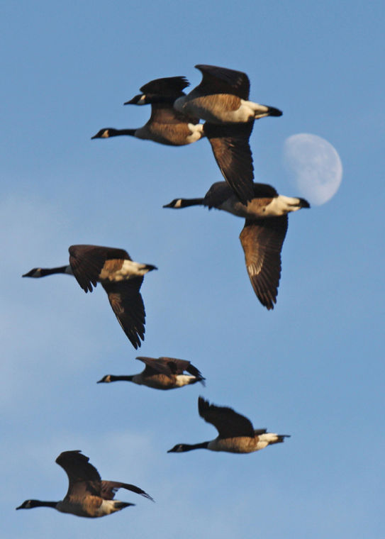 Canada goose migration outlet jobs