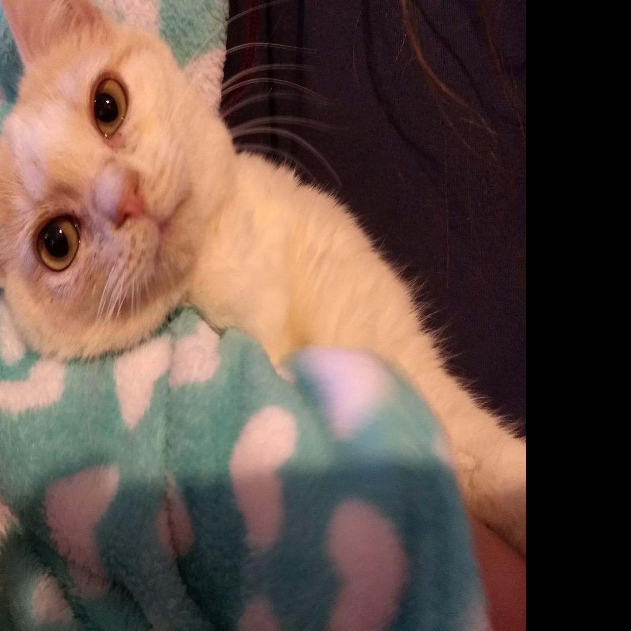 Cat Of The Week Happy Cat Lifestyles Newsadvance Com