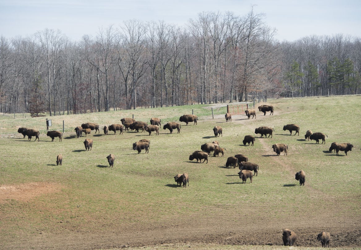 In Gladys, a farmer's bison herd supplies a niche market for meat ...