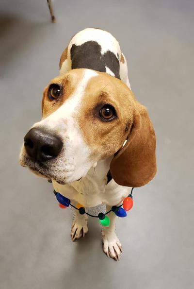 Amherst Pet of the Week, Britney Ears