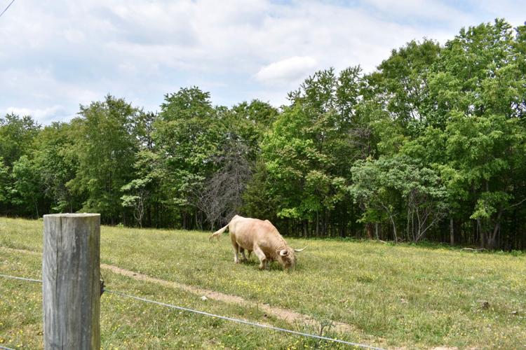 Explore Virginia Lynchburgarea getaways allow travelers and locals