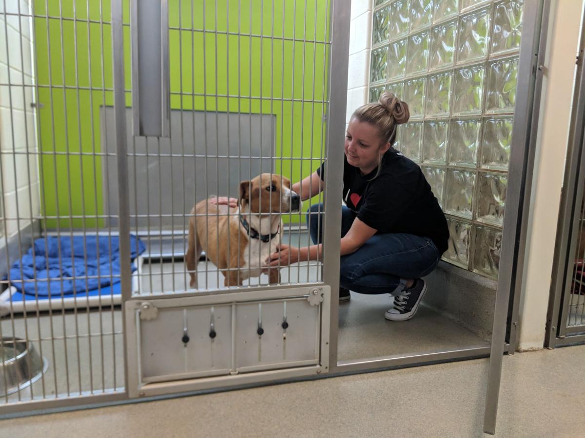 Lynchburg Humane Society shelters animals from Florence Local News