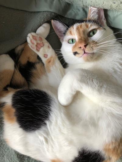 Nelson County cat of the week