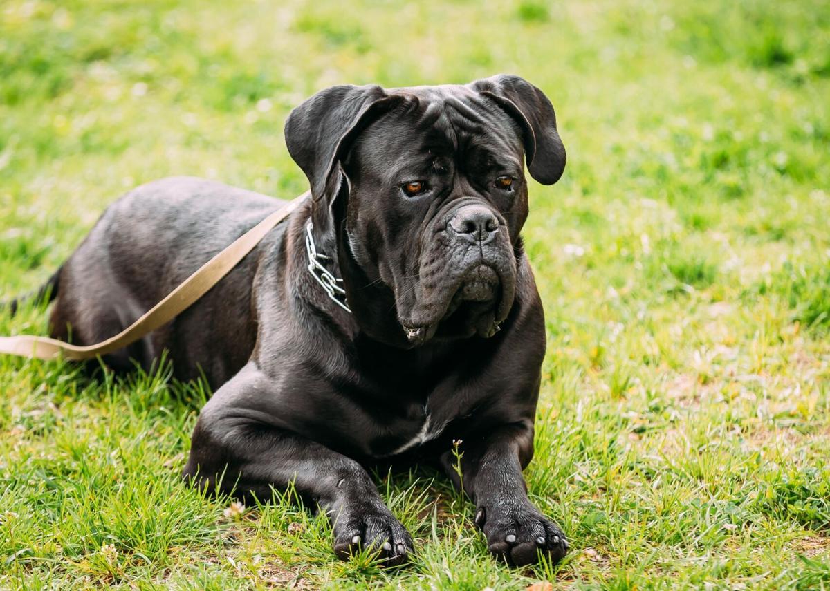 Cane Corso: from the Italian battlefields to the heart of families - Love  my dogz