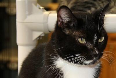 Nelson County Cat of the week: Blaze