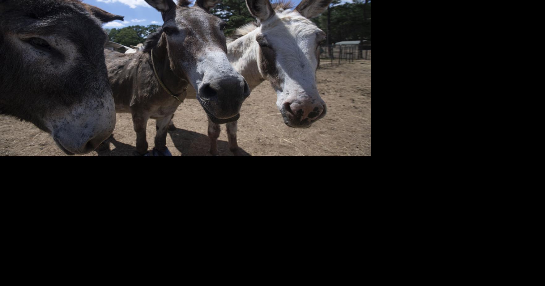 Not your typical Eeyore: Donkeys on local farm are 