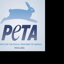 PETA sues Virginia Tech over withheld records regarding minipig deaths LILY KINCAID The Roanoke Times Sep 10, 2025 7 hrs ago