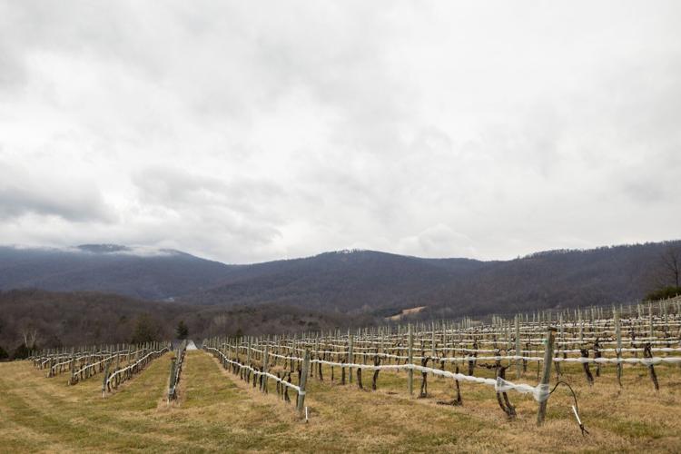 Vineyard_MK24.jpg