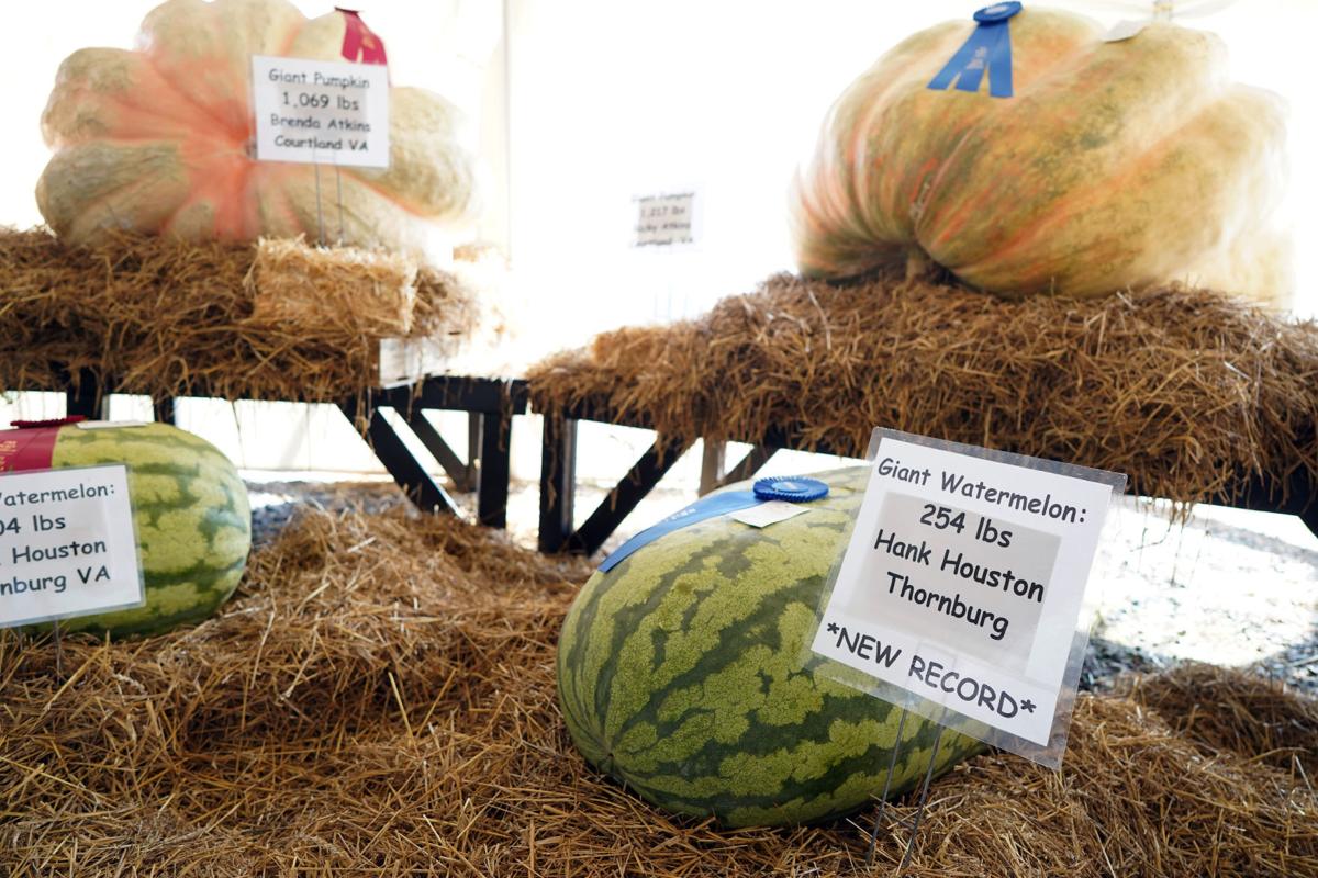 Whopper of a watermelon breaks State Fair of Virginia record State