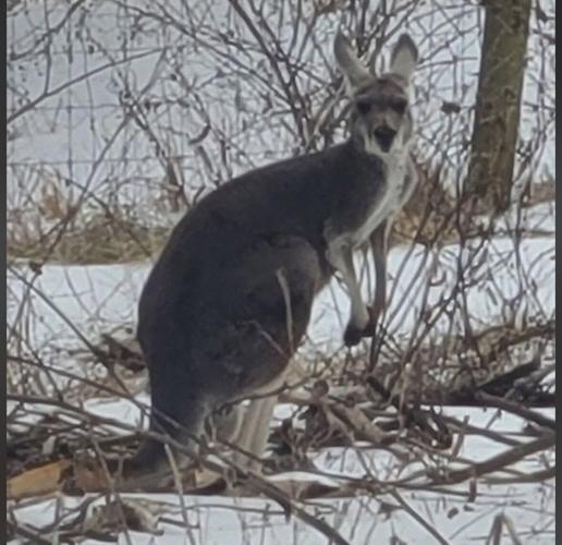 Kangaroo 1.jpg