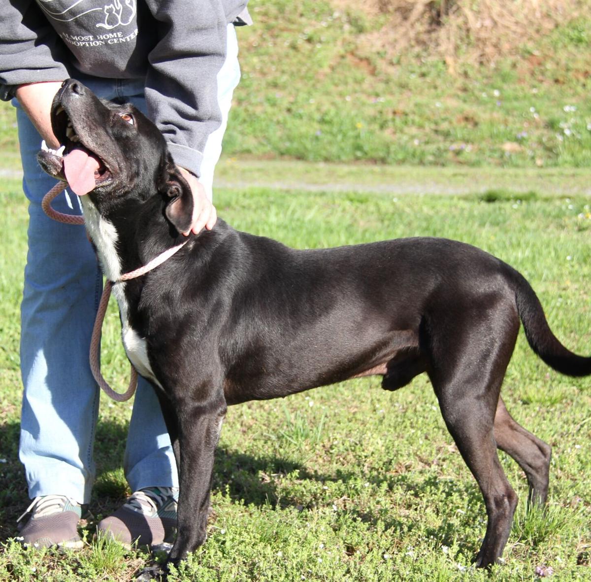 Dog the week, Sarge