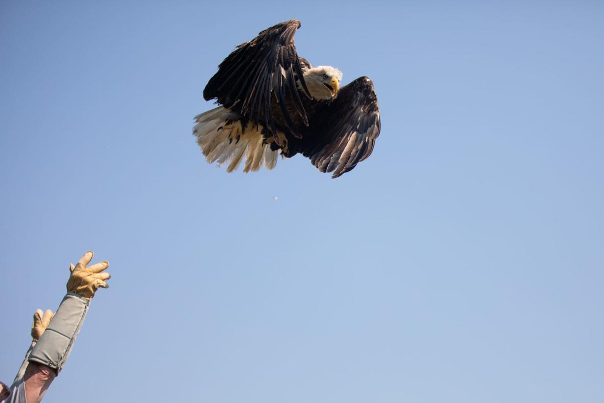 Bald Eagle Released Back Into Campbell County After Brush With Death Local News Newsadvance Com,Leftover Tri Tip Recipes