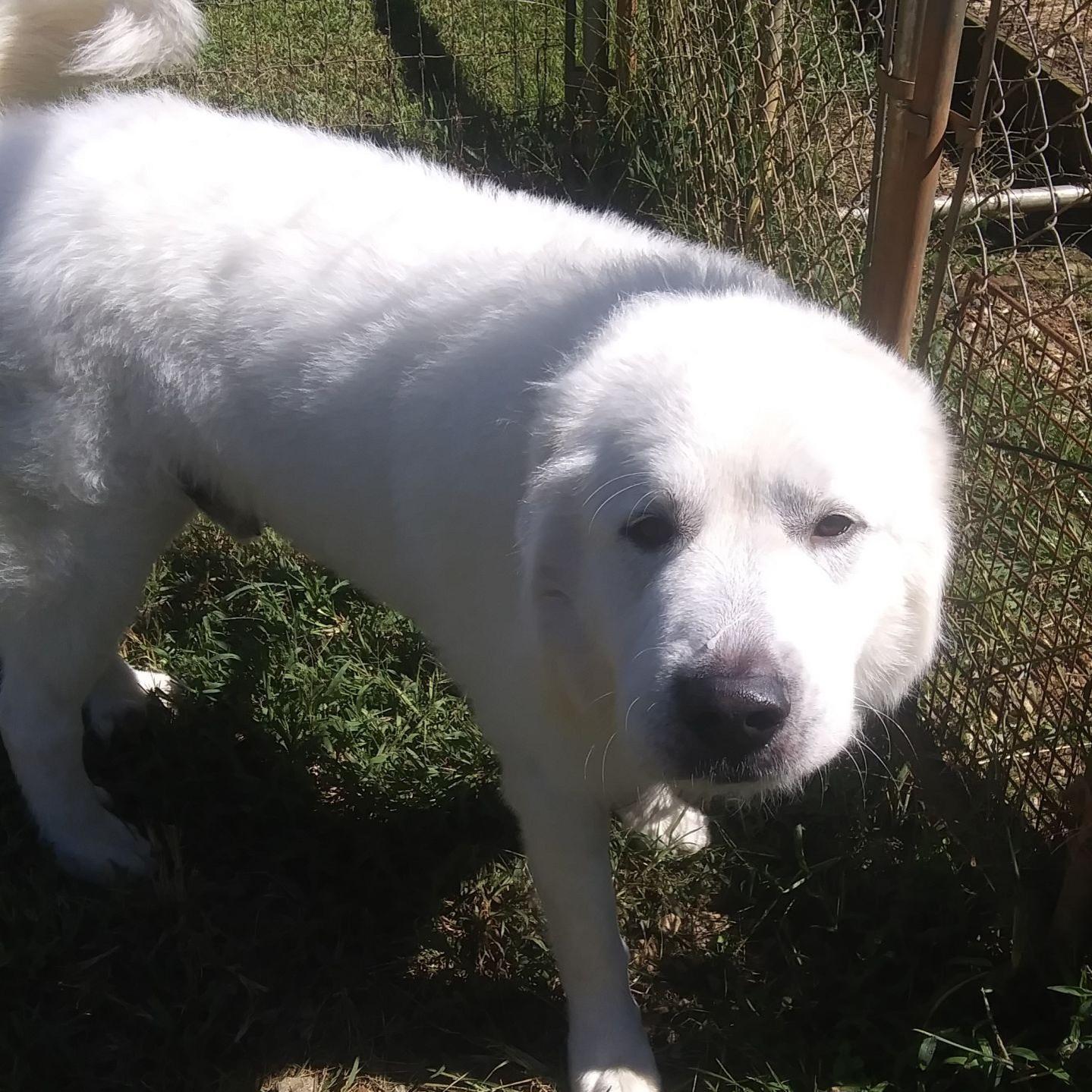 Dog Of The Week Zeus Lifestyles Newsadvance Com