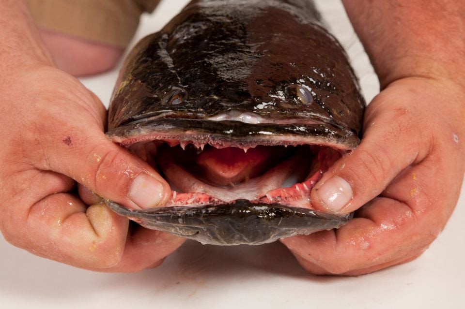 Virginia man's 17-pound snakehead catch may set world record