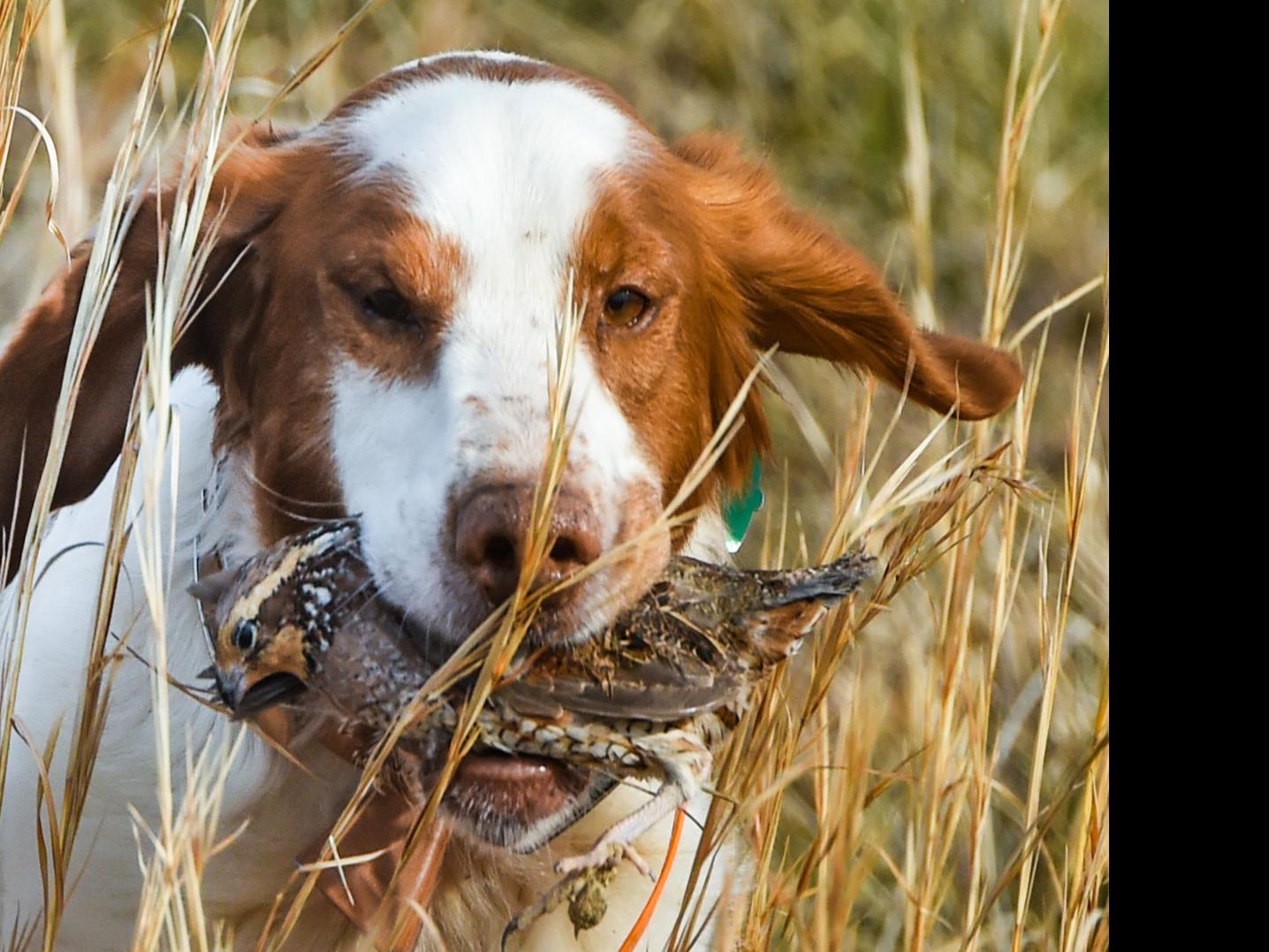 brittany spaniel duck hunting