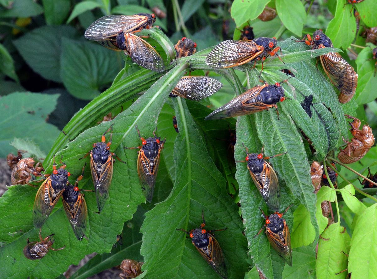 Two broods of cicadas will emerge in 2024 in Midwest, South